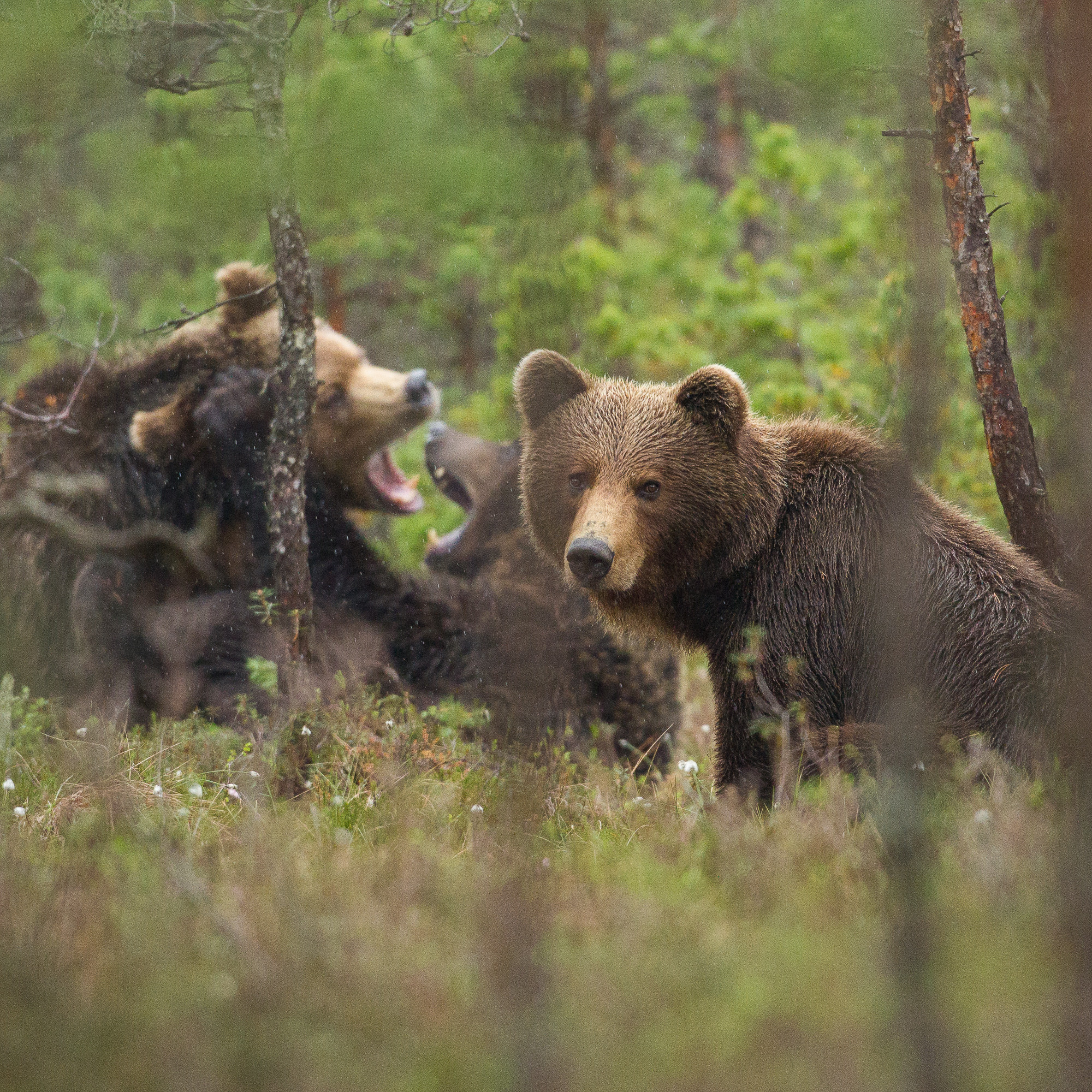 Ingmar Muusikus: Unistused ja kohtumised. Karu, hunt ja ilves (EST)