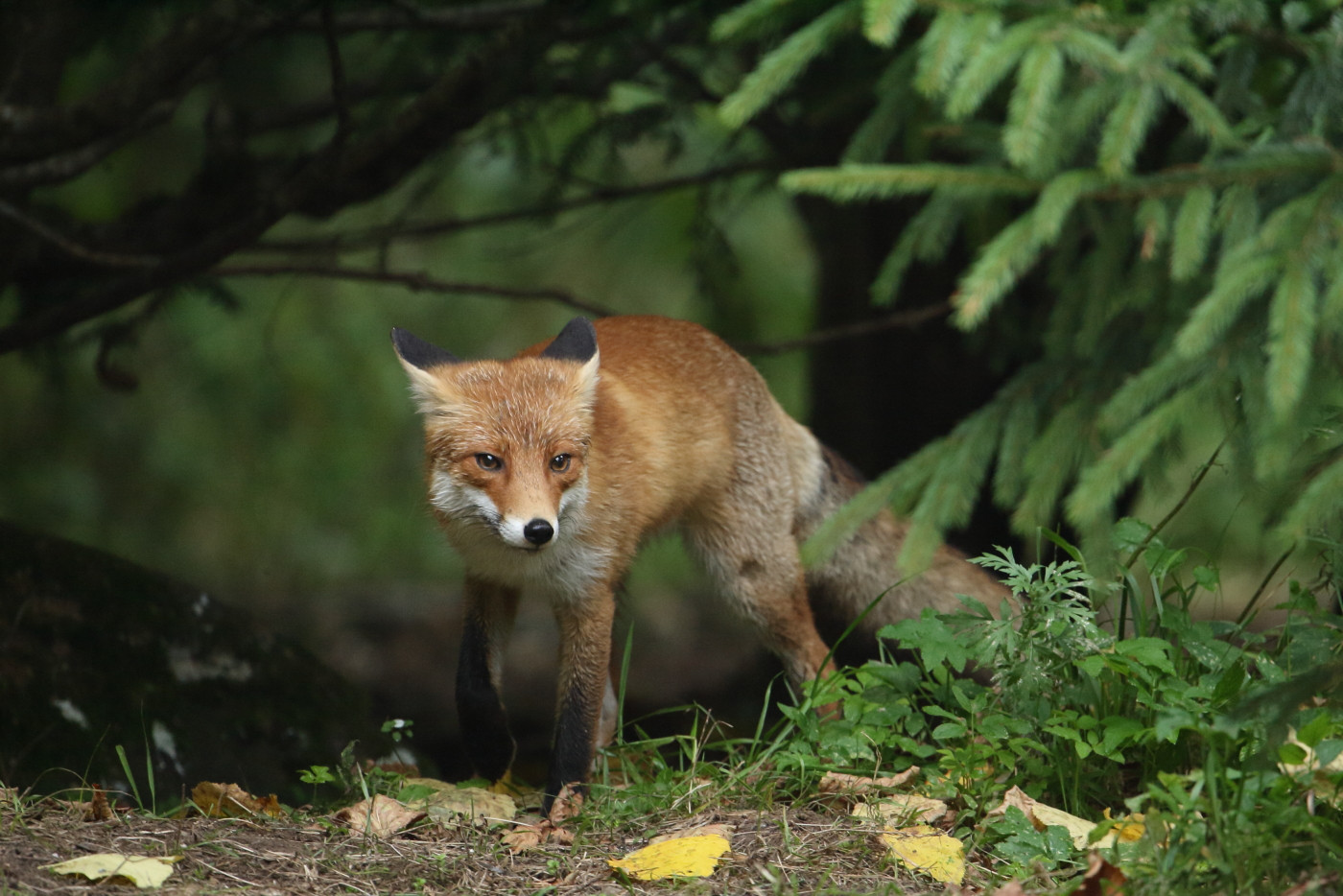 Valeri Štšerbatõh: Hetked lindude ja loomadega (EST)