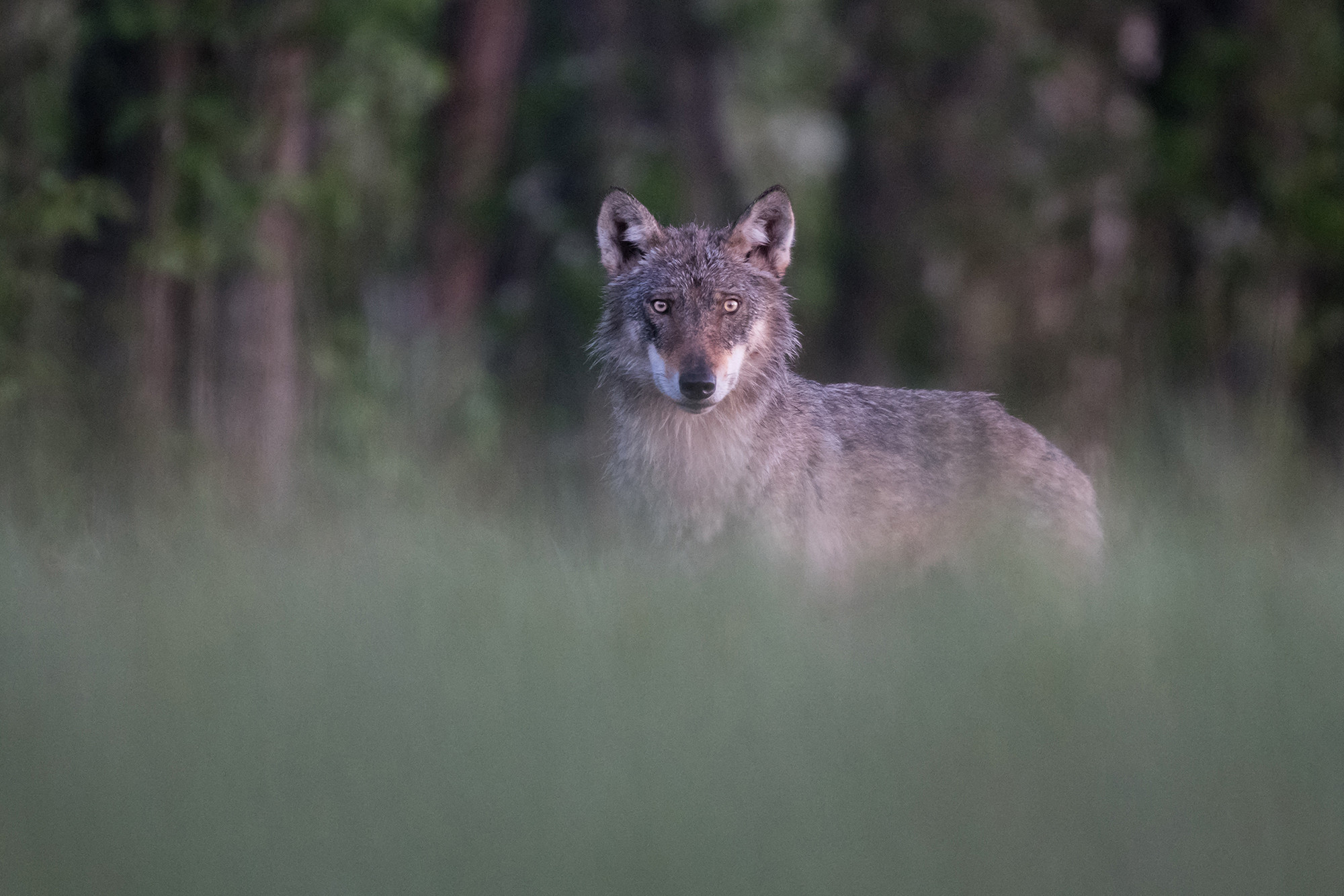 Klaas Huwel: Madalmaadest metsikusse loodusesse: minu teekond Eesti loodusesse (BE)