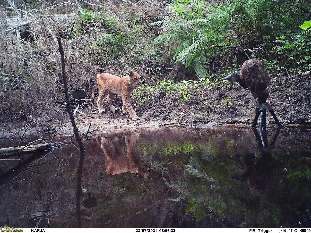 Aare Udras: Pildid piltnikuta (EST)