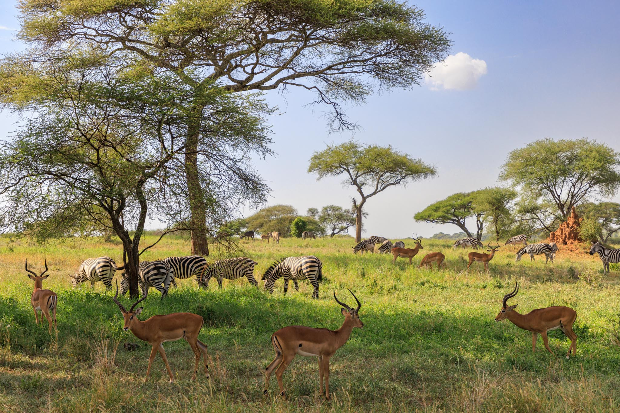 Heiko Kruusi: Aafrikasse!!! (EST)
